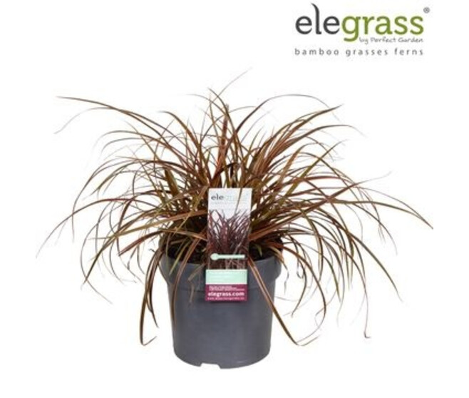 UNCINIA RUBRA EVERFLAME