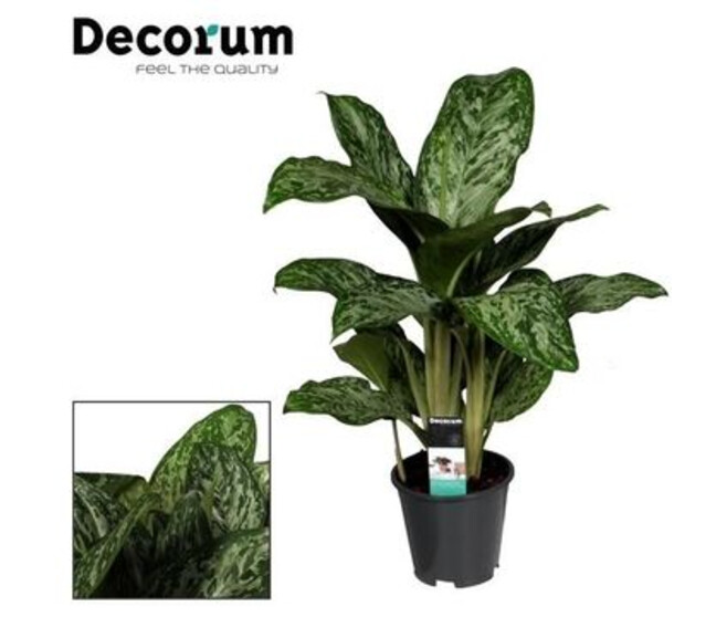 AGLAONEMA GREENLIGHT