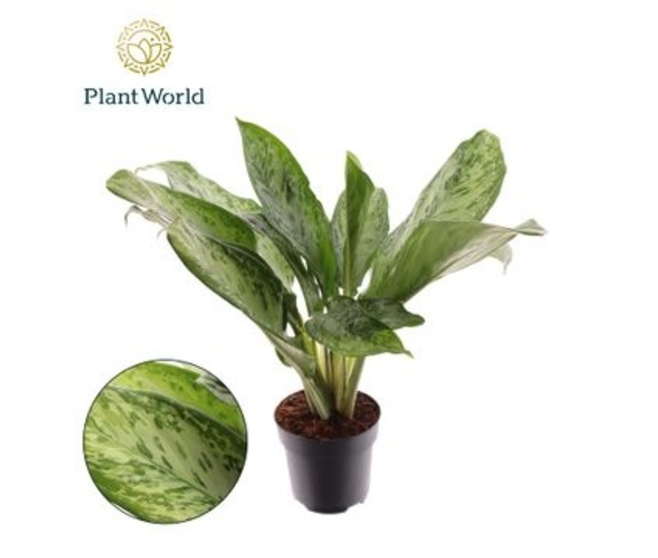 AGLAONEMA GREENLIGHT