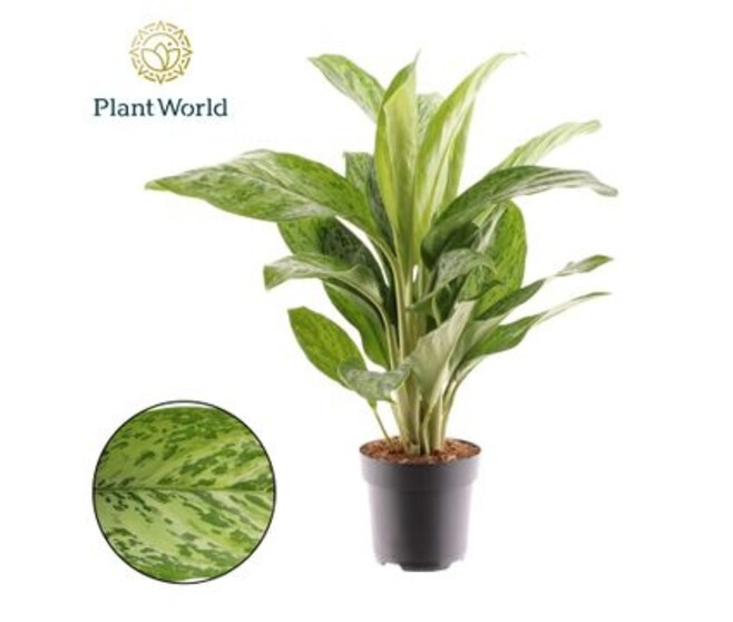 AGLAONEMA GREENLIGHT