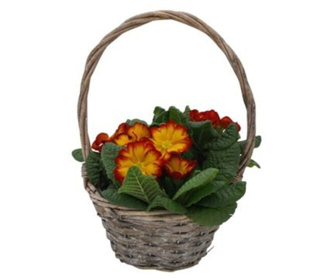 PRIMEVERE ACAULISC OSIER