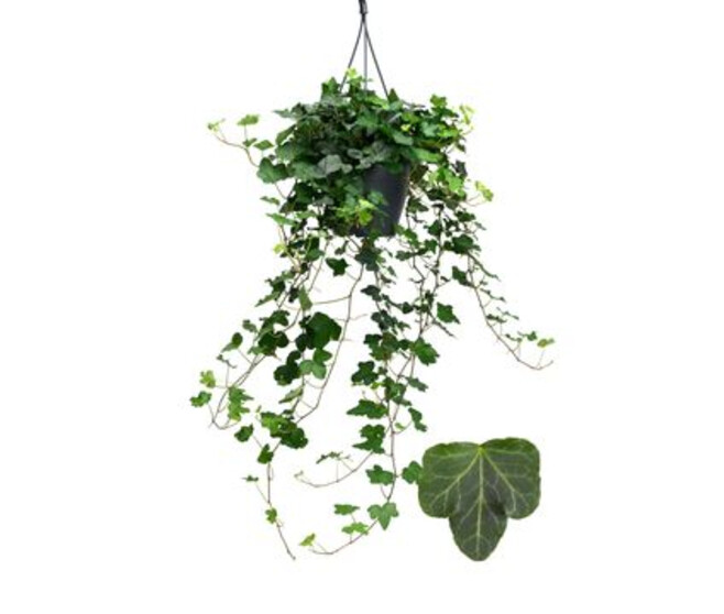 HEDERA WONDER SUSP