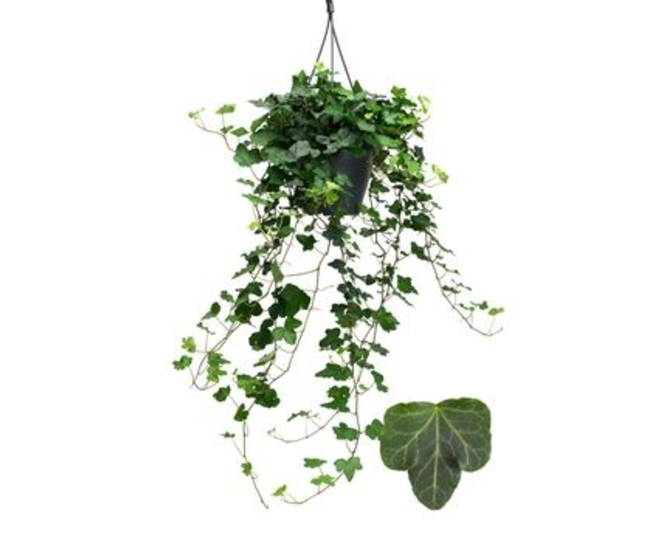 HEDERA WONDER SUSP