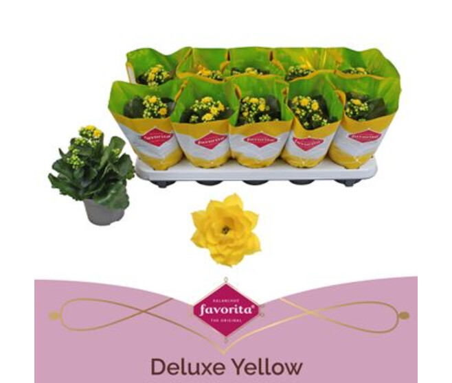 KALANCHOE FL DBLE
