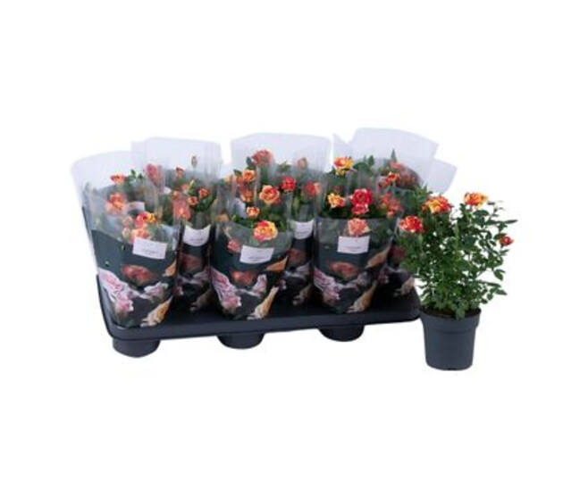 ROSIER LISS