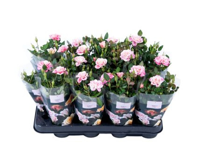 ROSIER PIIA
