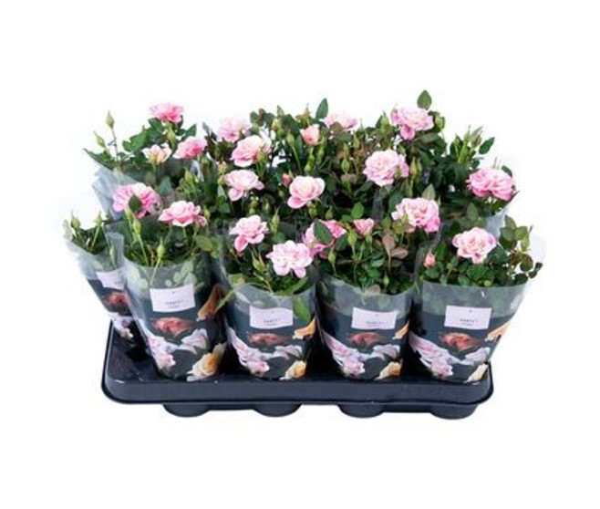 ROSIER PIIA