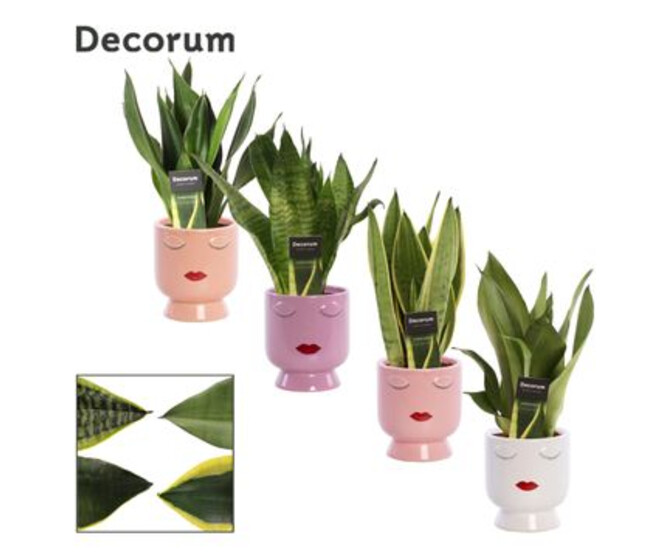 SANSEVIERIA TRIFASCIATA CERAM VISAGE
