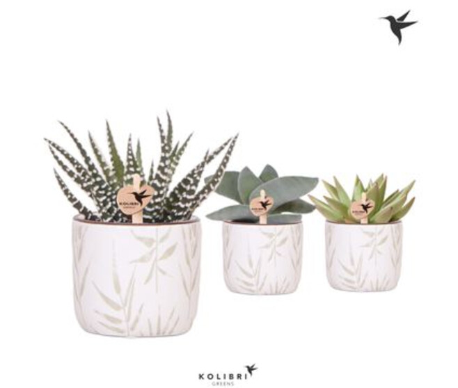 SUCCULENTE VARIEES CERAM