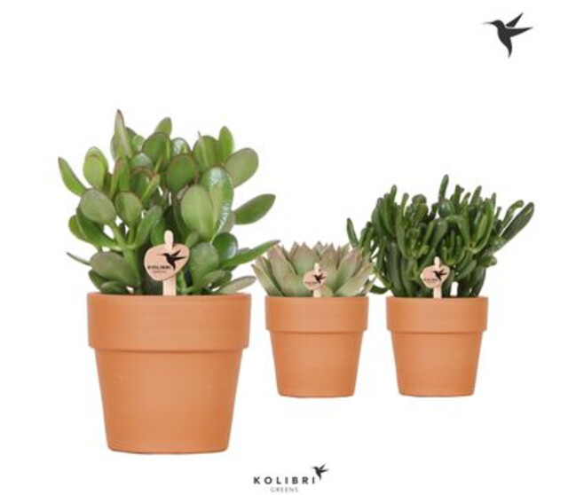 SUCCULENTE P TERRE