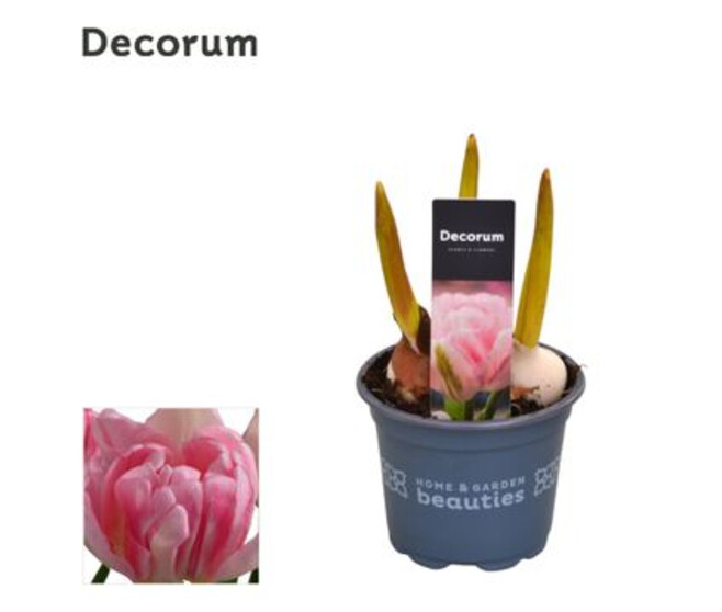 TULIPE FOXTROT