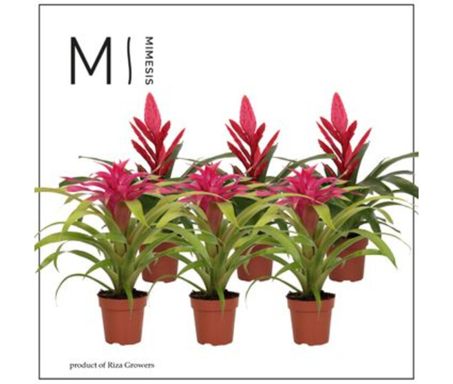 BROMELIACEE ROSE