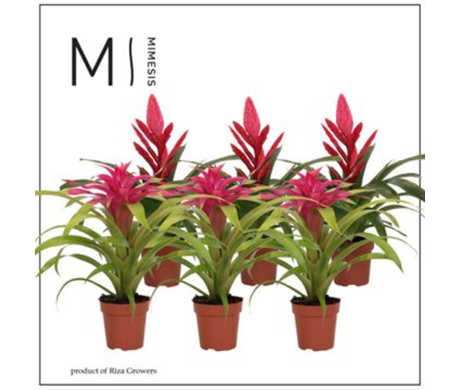 BROMELIACEE ROSE