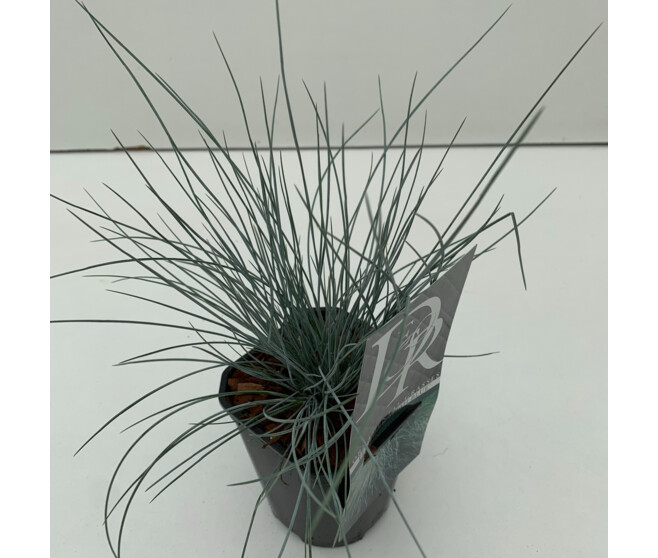 FESTUCA GLAUCA