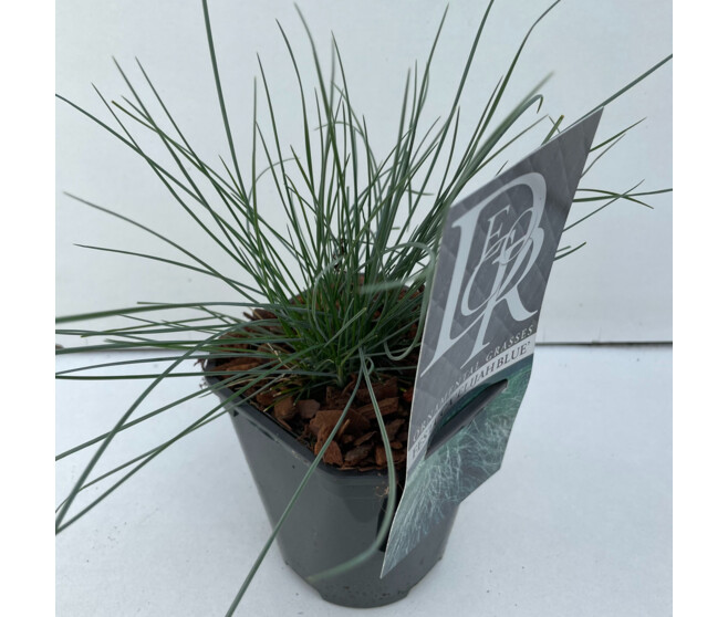 FESTUCA GLAUCA