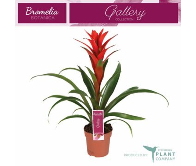GUZMANIA OSTARA ROUGE