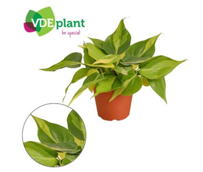 PHILODENDRON SCANDENS BRASIL