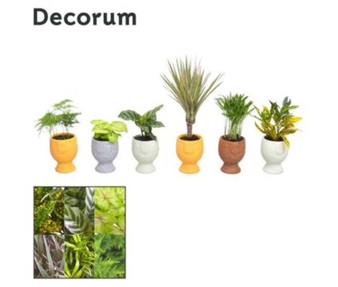 PLANTE VERTE CERAM VISAGE