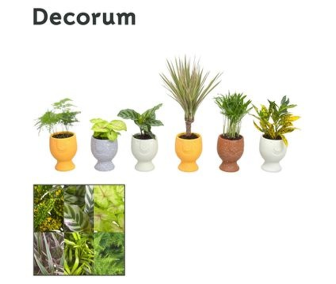 PLANTE VERTE CERAM VISAGE