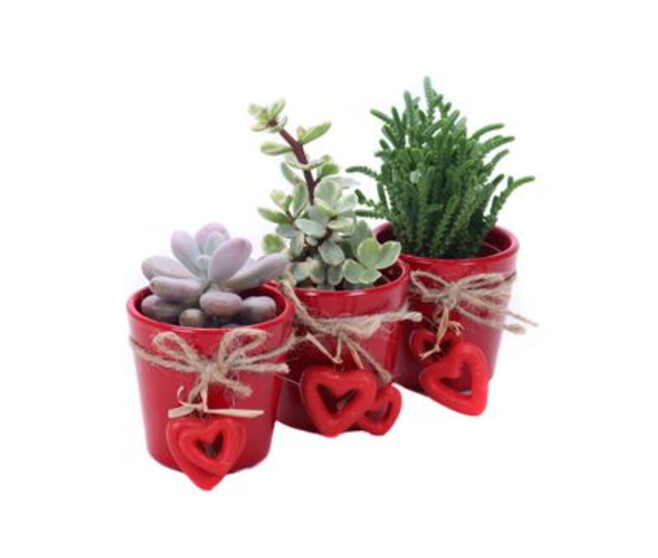 SUCCULENTE CERAM