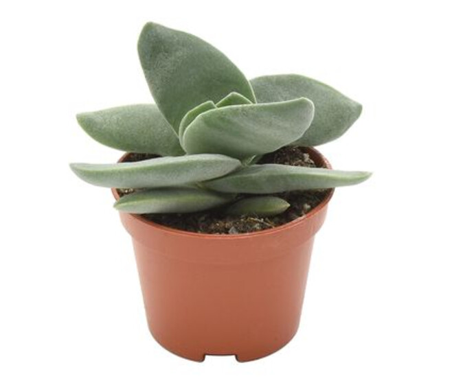CRASSULA BOOMERANG