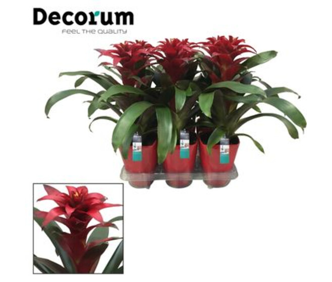 GUZMANIA ROUGE CERAM