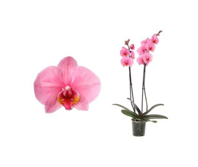 PHALAENOPSIS 2BR ROYAL PINK