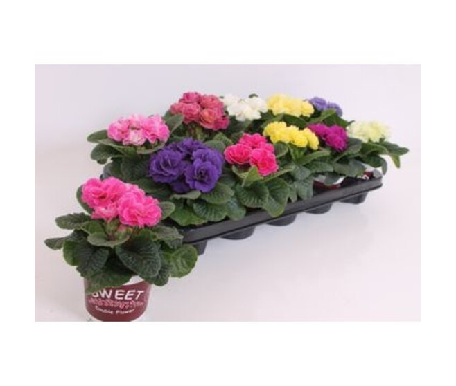 PRIMEVERE ACAULIS FL DBLE VARIEE