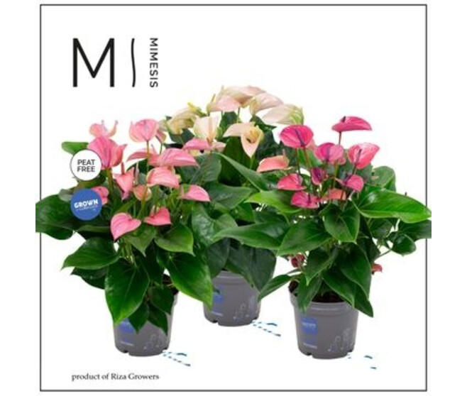 ANTHURIUM ANDREANUM VARIE