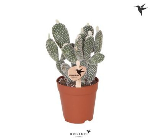 CACTUS OPUNTIA ALBISPINA