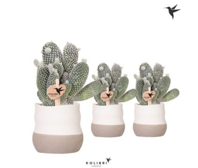 CACTUS OPUNTIA ALBISPINA CERAM