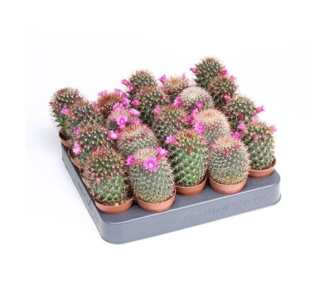 CACTUS VARIE