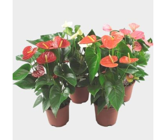 ANTHURIUM ANDREANUM VARIES