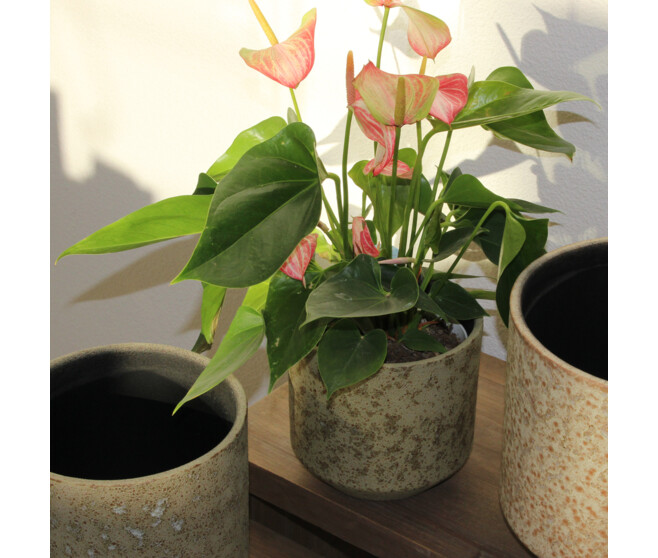 ANTHURIUM ANDREANUM VARIES