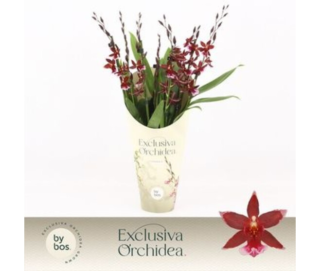ORCHIDEE BURRAGEARA 7BR BARROCCO RED