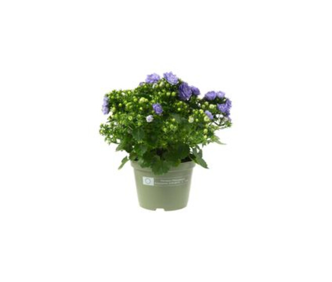 CAMPANULE LIKE MEE BLEUE