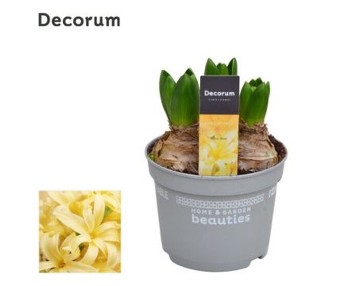 JACINTHE 3PP YELLOWSTONE