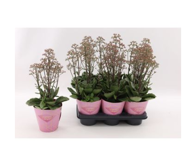 KALANCHOE HUMILIS SURPRISING CANYON
