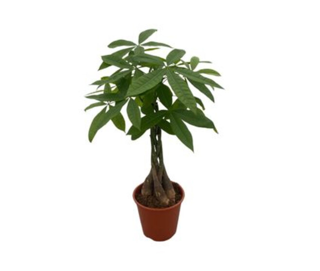 PACHIRA TRESSE