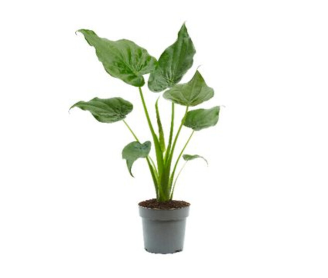 ALOCASIA CUCULLATA