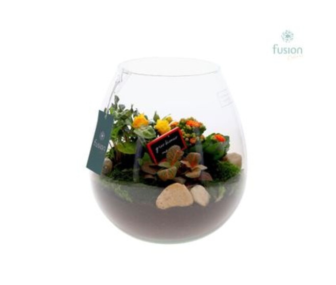 COMPO 4 PLANTES VERRE