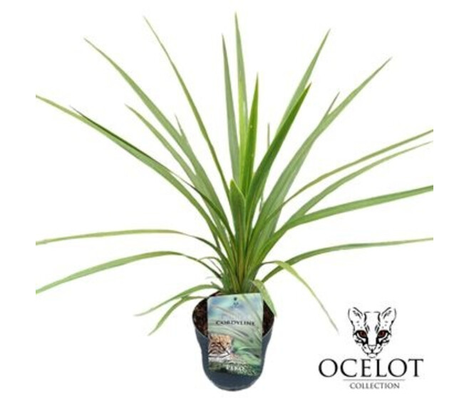 CORDYLINE VARIEE