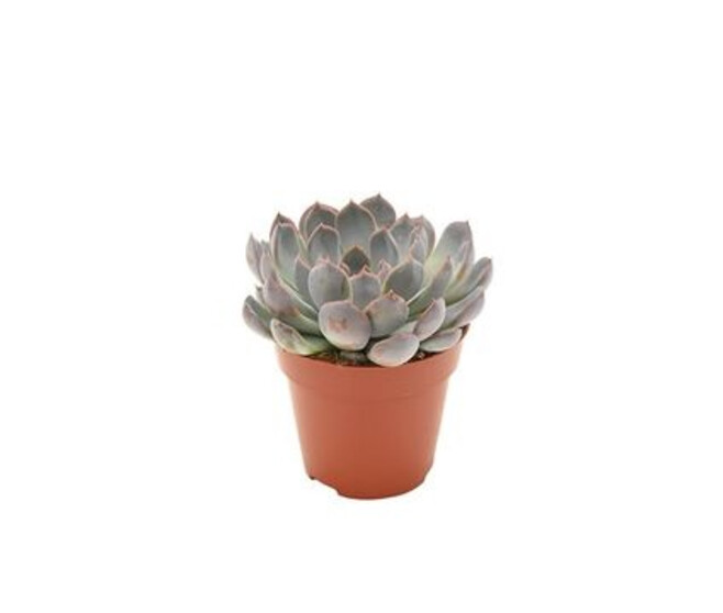 ECHEVERIA SUMMER