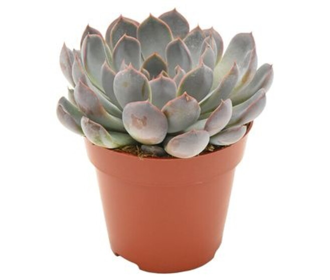 ECHEVERIA SUMMER