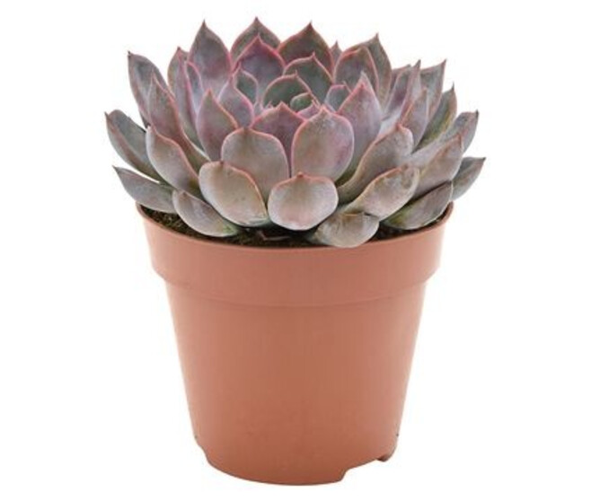 ECHEVERIA SUMMER