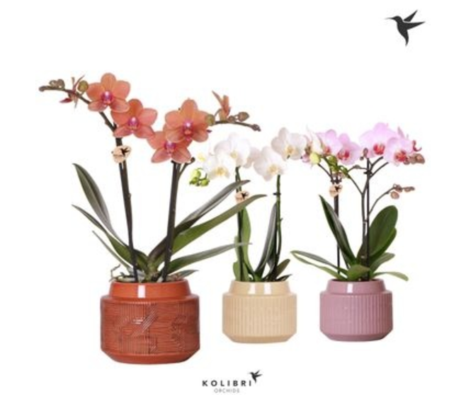PHALAENOPSIS 2BR VARIE CERAM