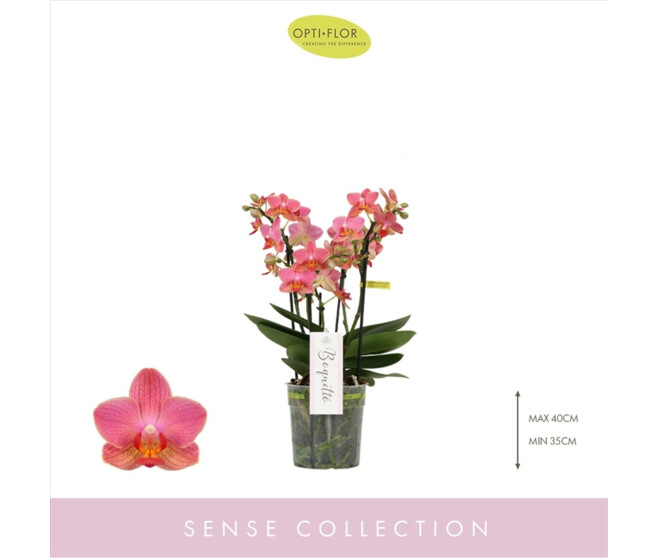 PHALAENOPSIS 3BR ROSE BOQUETTO
