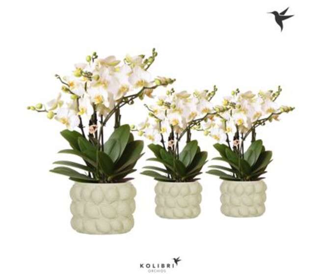 PHALAENOPSIS 6BR BLANC CERAM