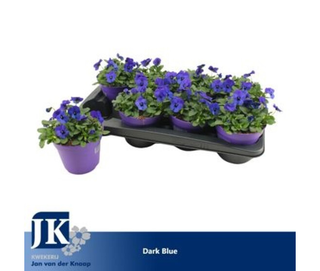 PENSEE CORNUTA BLUE BLOTCH