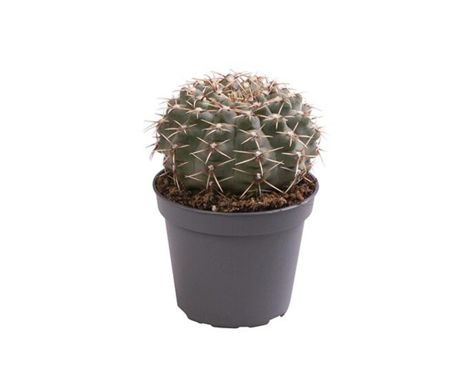 CACTUS GYMNOCALYCIUM HORSTII